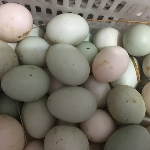 乐清市青皮鸭蛋 本地土鸭蛋，白壳绿壳