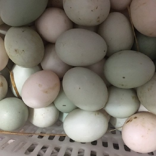 乐清市土鸭蛋 绿壳白壳鸭蛋