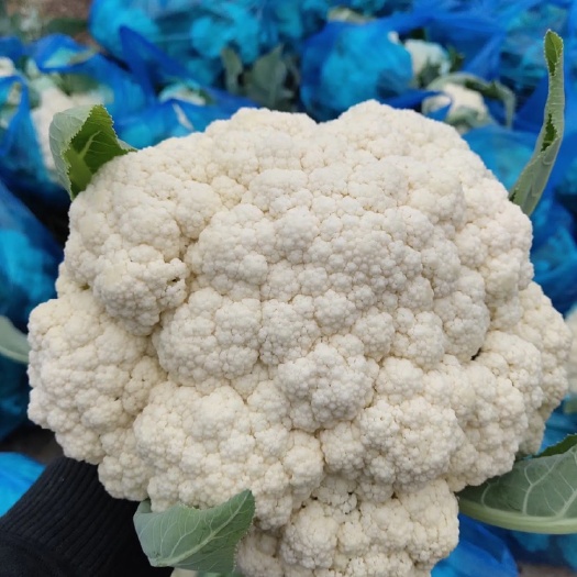 莆田白花菜花  花菜大量上市，保质保量 欢迎选购。
