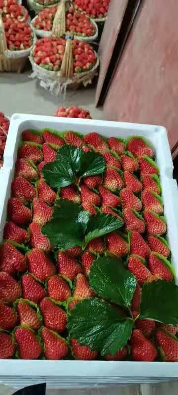 长丰县妙香草莓 长丰红颜草莓