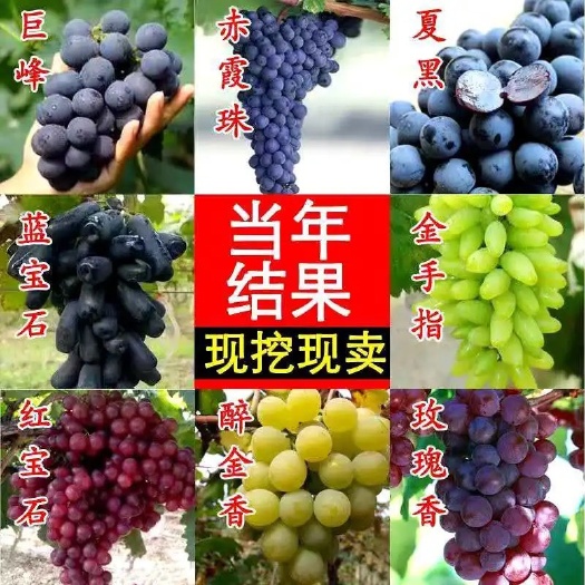 上海夏黑葡萄苗  超大！超甜！无核！阳光玫瑰、蓝宝石、品种任选