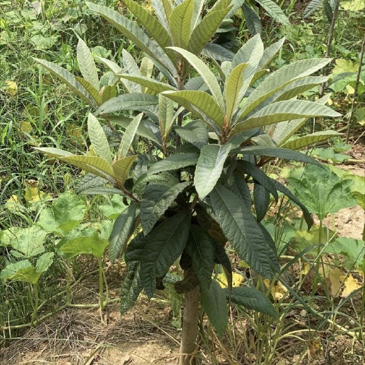 苏州白沙枇杷苗  白玉枇杷树