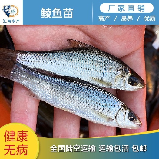 广州广州汇海水产渔场直供 银鳕鱼苗 银雪鱼苗 大鳞粑鱼苗