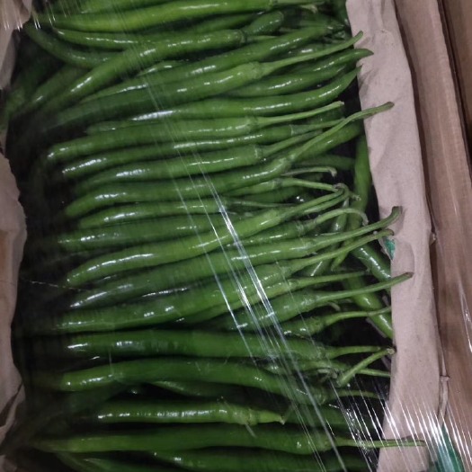 高碑店市专业供应线椒各种椒类等南方特菜，产地直销，正宗货源