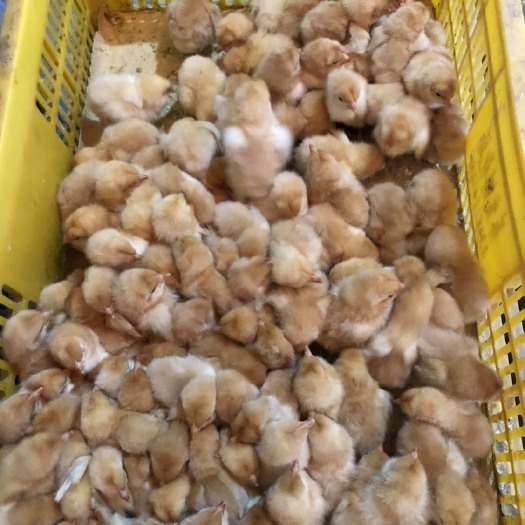 南宁三黄鸡苗 优良品质大三黄土鸡苗 正规养殖孵化场