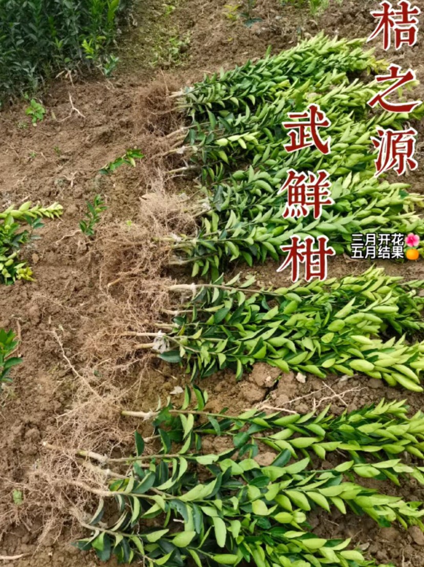 武宣县武鲜柑苗 三月开花五月采果独占市场。品种源头直供果苗，母本园果苗。