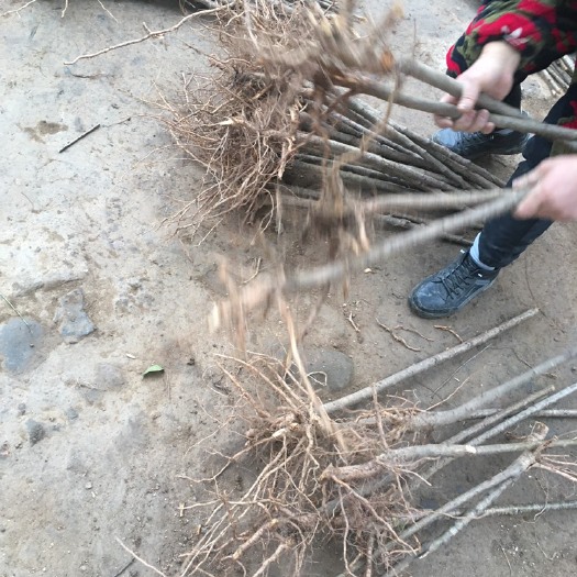 苍溪县 毛桃实生苗山桃苗