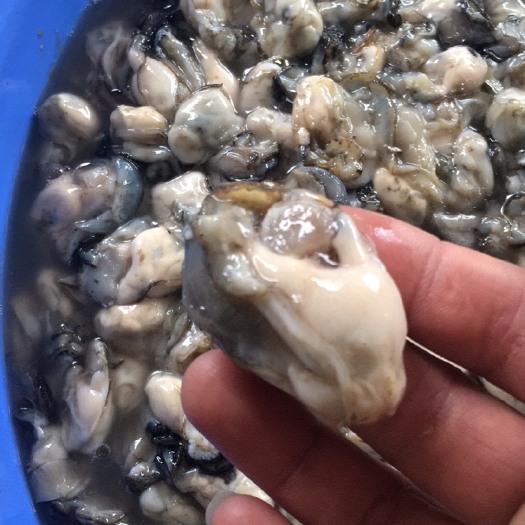 雷州市牡蛎  通货天然生蚝肉……寻找大采商