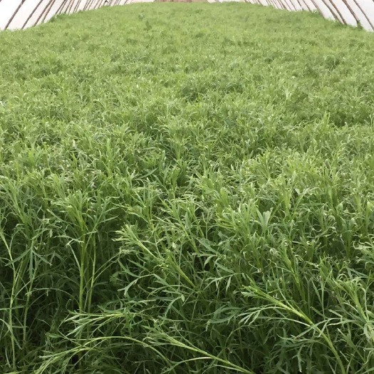 泗洪县藜蒿 江桥芦蒿基地大量供应优质芦蒿