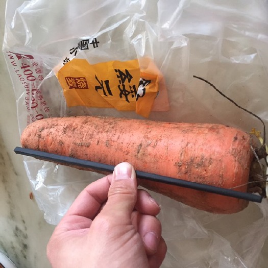武川县红皮萝卜  泥萝卜。