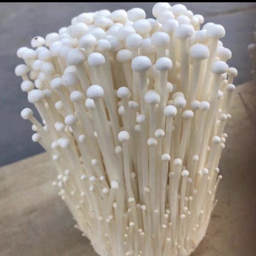 白金针菇 鲜金针菇 未开伞 