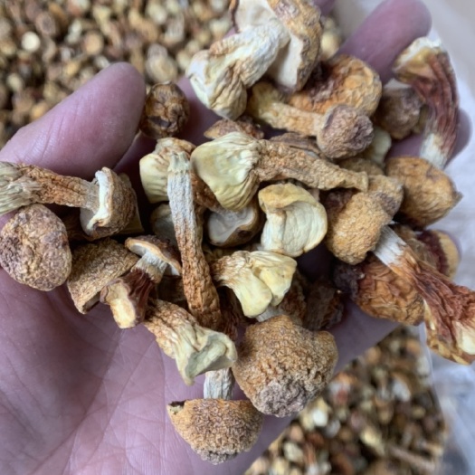 贵阳姬松茸 【靓丽小金菇】新货 颜色金黄 精选无长腿断帽