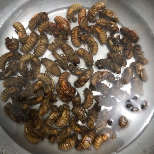 诸城市金蝉一瓶65个一瓶是一箱