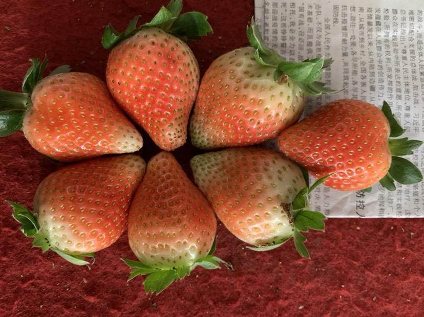 龙岩法兰地草莓  法兰地2茬果，价格实惠量大
