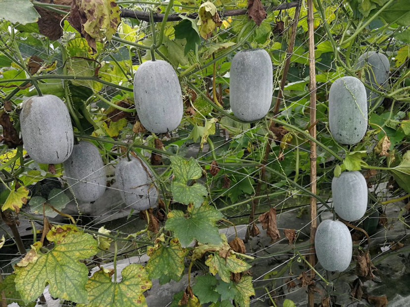  小冬瓜种子，高产，好种，抗病