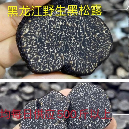 依兰县鲜松茸 纯 开采季 日供应500斤以上 欢迎合作