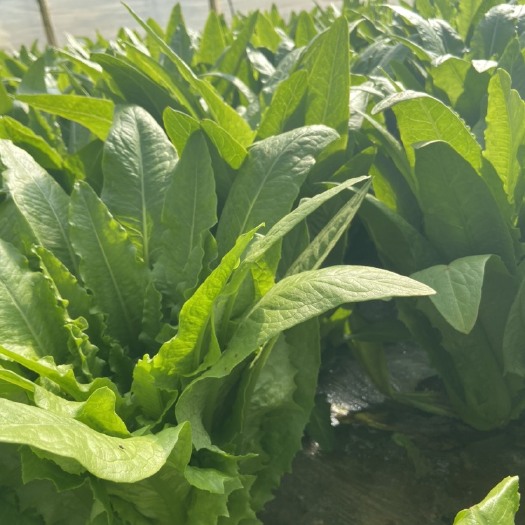 嵩明县 油麦菜