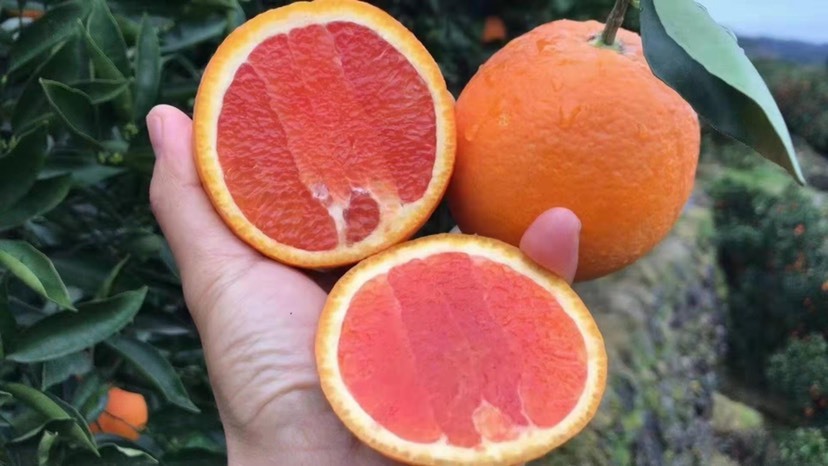 秭归县塔罗科血橙 湖北秭归江边中华红血橙自家种植天然