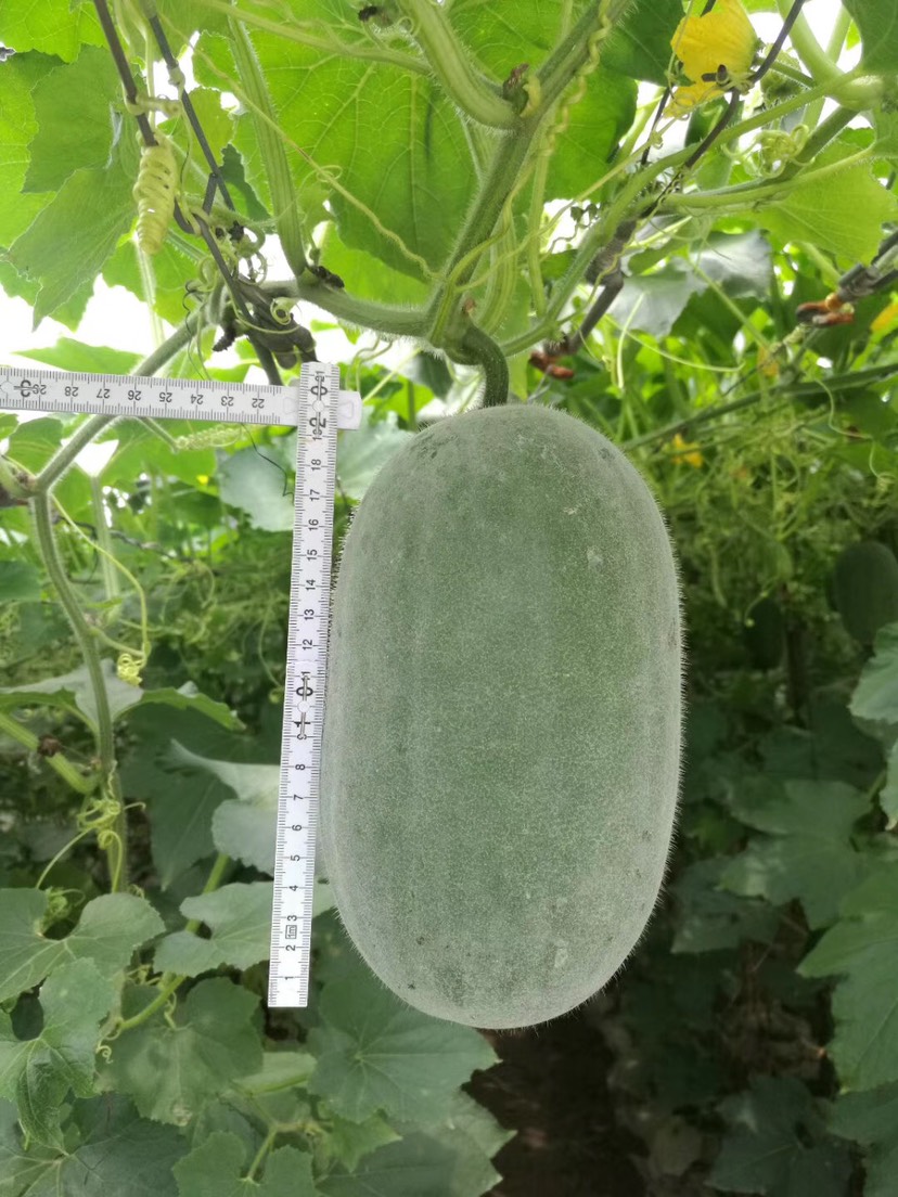  小冬瓜种子，高产，好种，抗病