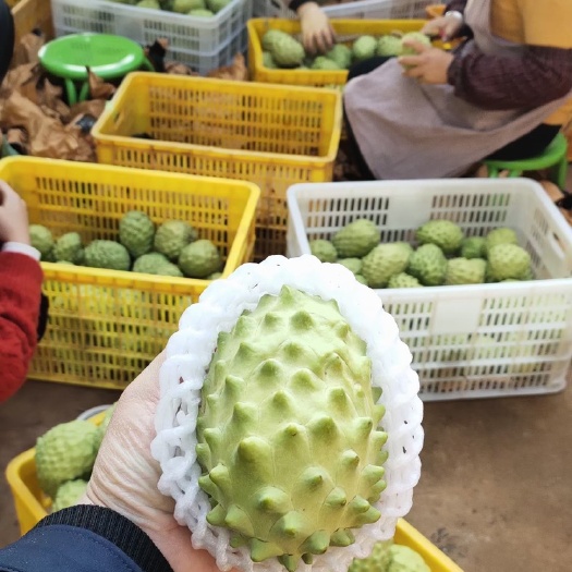 元谋县 云南元谋凤梨释迦果