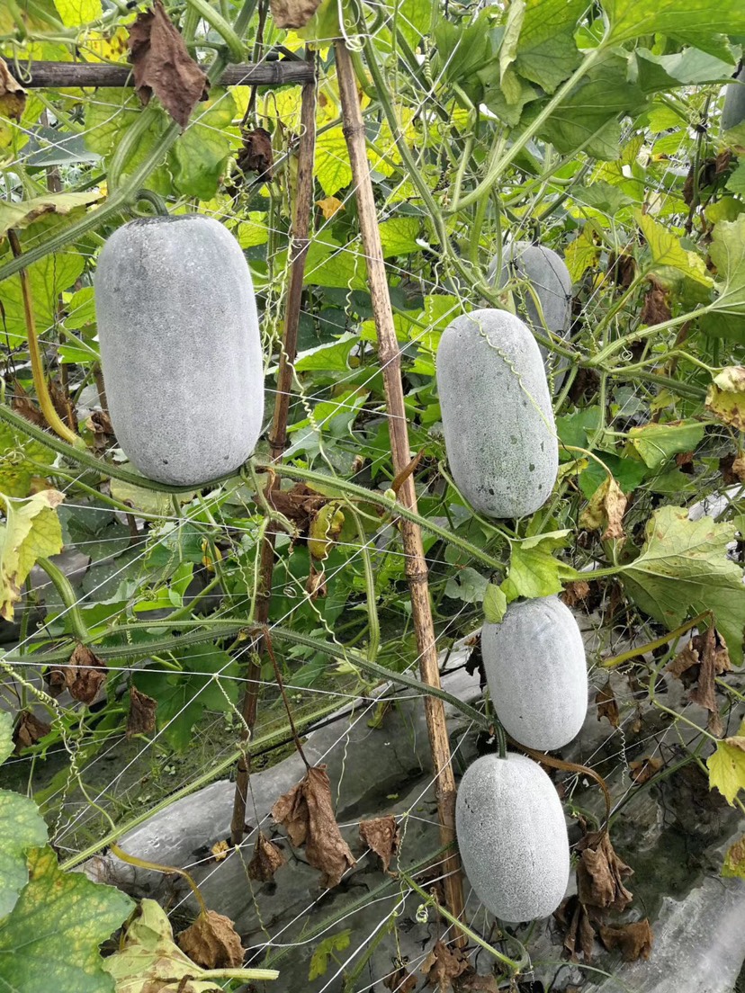  小冬瓜种子，高产，好种，抗病