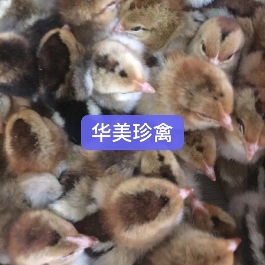 江门K9鸡苗 华美珍禽麻黄K901，母苗