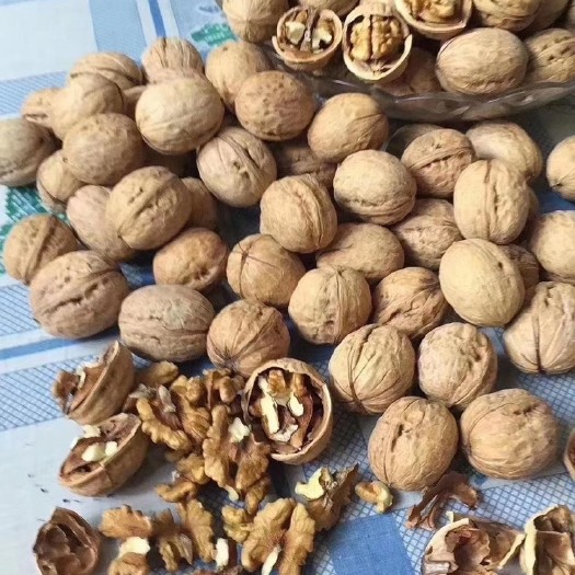 西安山核桃  核桃