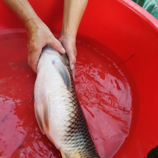 清远 建鲤水花开口苗可打氧气袋发货全国各地