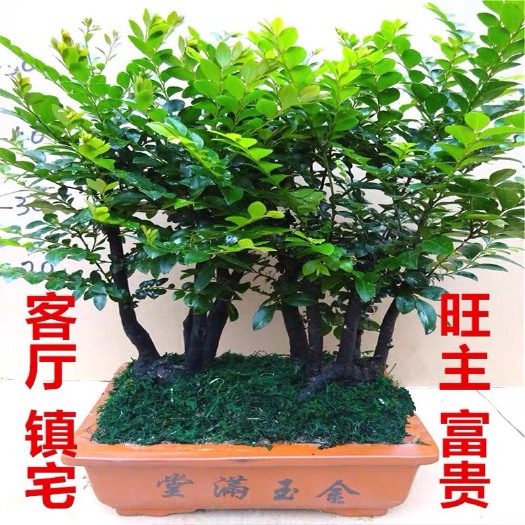 杭州小叶紫檀盆栽 小叶紫檀苗小叶紫檀盆景黑骨茶树桩盆栽植