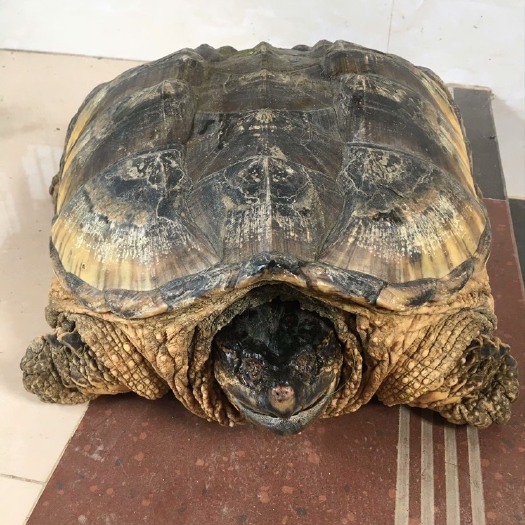 罗定市鄂鱼龟