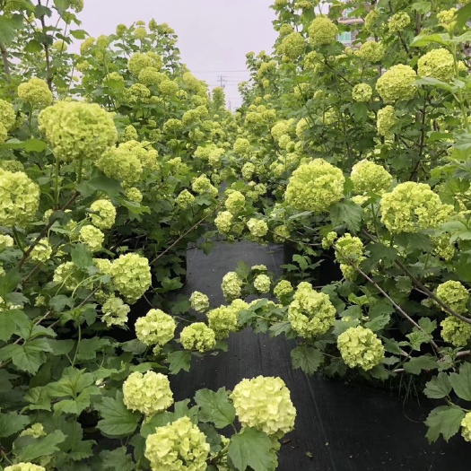 海宁市欧洲木绣球玫瑰，大规格 ，小规格都有，欢迎批发咨询