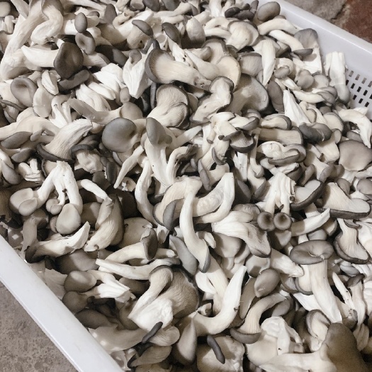 当涂县【精品袖珍姬菇】产地直销，量大价优，质量保证，视频看货