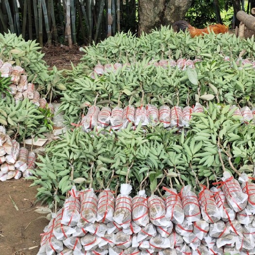 灵山县 荔枝嫁接果苗  荔枝苗无核荔枝妃子笑桂味糯米糍荔枝王