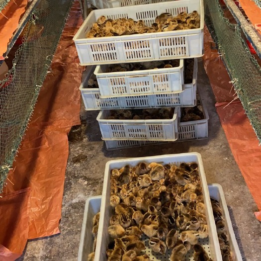 广汉市红瑶鸡苗