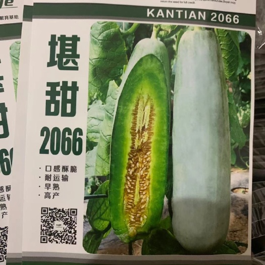 济南羊角蜜甜瓜种子  61种子 【堪甜2066 】薄皮羊角蜜博洋61橘红瓤61