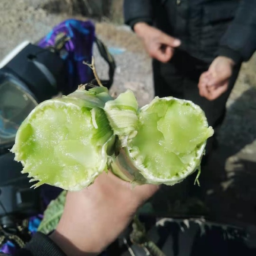潜江市红叶莴笋  红叶香莴苣，大量上市，保质保量，价格美丽。