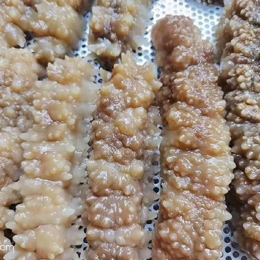北海 南海新鲜速冻黄玉参、刺皇参。