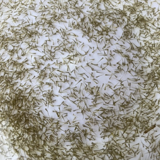 广州草鱼水花