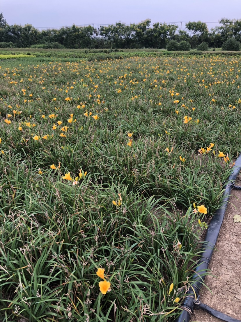 常年供应金娃娃萱草大花萱草等常规绿化苗品种全价格优欢迎选购