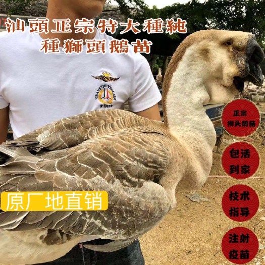汕头狮头鹅苗  澄海特大种狮头鹅鹅苗