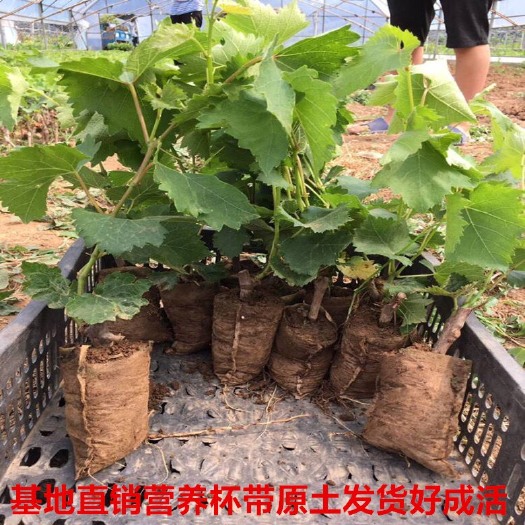 灌云县 葡萄树苗阳光玫瑰葡萄苗扦插嫁接苗