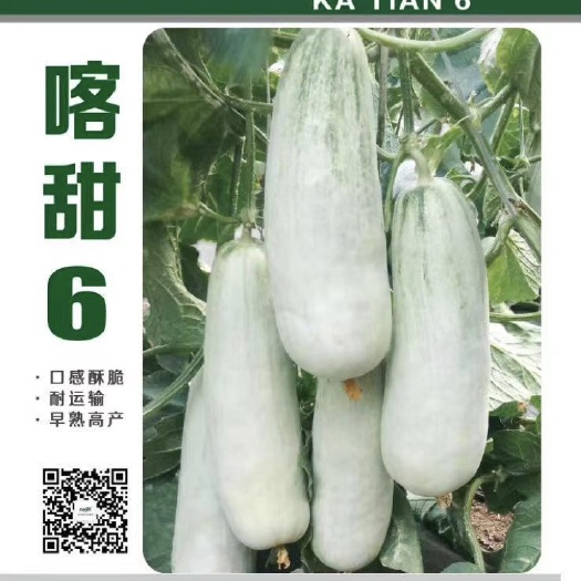 聊城博洋甜瓜种子  61种子 【喀甜6】种子 大个61 高产量 糖度高羊角蜜种子
