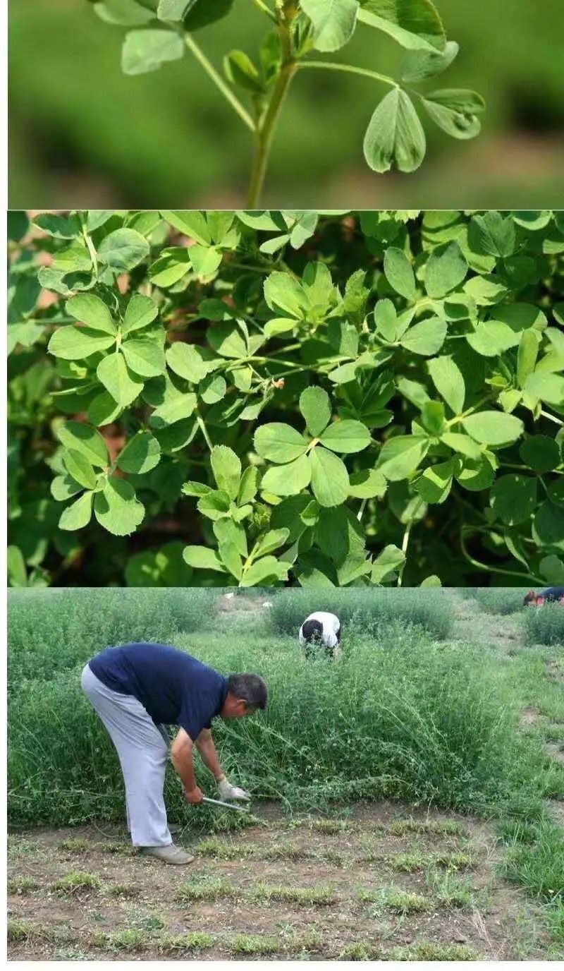 紫花苜蓿种子  牧草王紫花苜蓿牧草种子四季牧草苜蓿草种籽鸡鸭鹅猪牛羊鹅鱼兔草