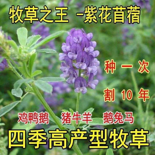 嘉祥县紫花苜蓿种子  牧草王紫花苜蓿牧草种子四季牧草苜蓿草种籽鸡鸭鹅猪牛羊鹅鱼兔草
