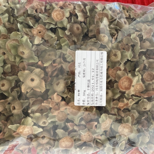 河北柿蒂