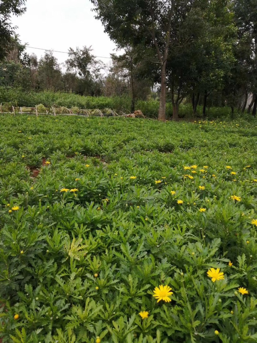 木春菊苗 木春菊 四季有货 绿化工程用苗