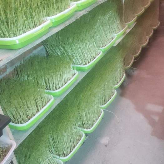 阳江扁豆芽 养生芽苗菜