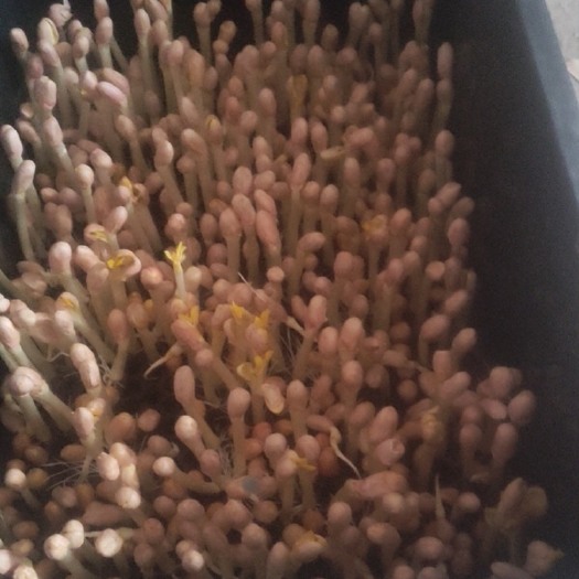 阳江 长寿菜