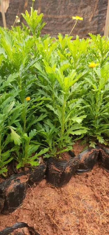 昆明木春菊苗 木春菊 四季有货 绿化工程用苗
