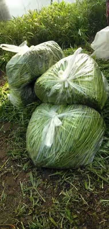 泗阳县藜蒿 自家种植，大量供货